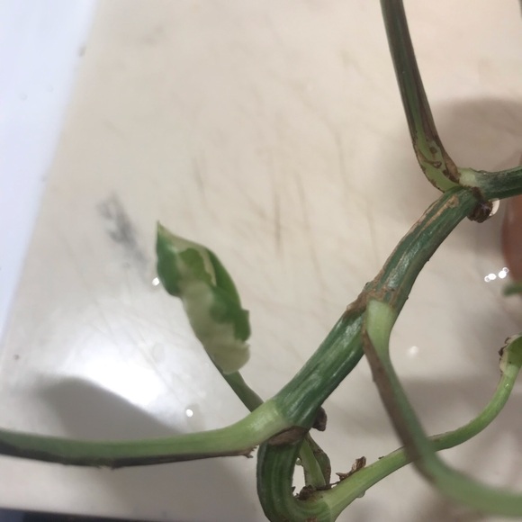 Manjula plant - Picture 12 of 14